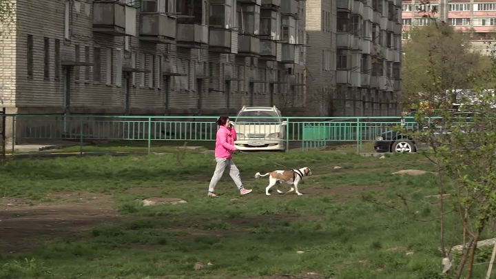 Пес решала. Пес депутат. Собачий депутат. Новости про собаку сегодня.